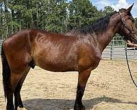 bay-gelding-for-sale