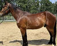 bay-draft-gelding