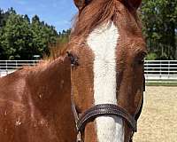 15-hand-quarter-horse-gelding