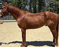 sorrel-quarter-horse-gelding