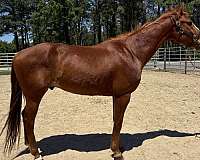 sorrel-gelding-for-sale