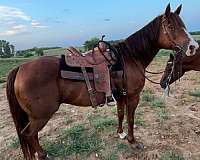quarter-horse-mare
