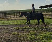 quarter-horse-for-sale