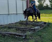quarter-horse