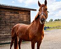 montana-hanoverian-horse