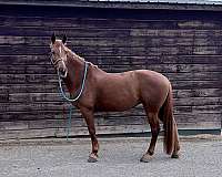 montana-mare