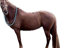 jumper-hanoverian-horse