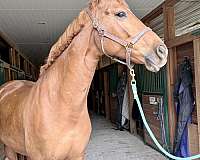 cross-rails-hanoverian-horse