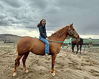 dependable-hanoverian-horse