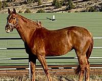 fantastic-hanoverian-horse