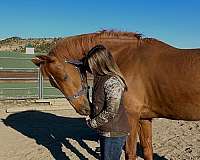 fences-hanoverian-horse