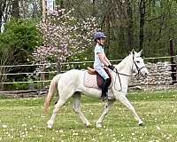 mustang-pony-for-sale