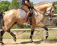 piro-free-horse