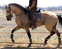 lusitano-not-registered-iberian-horse
