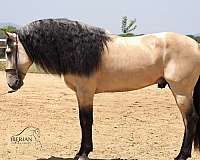 buckskin-iberian-lusitano-horse