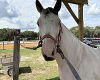 brown-barrel-pony