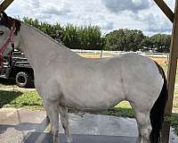 connemara-pony-mare