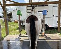 connemara-pony-for-sale
