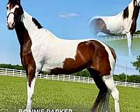 adults-spotted-horse