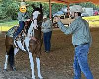 all-ages-spotted-horse