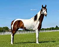 anyone-spotted-horse