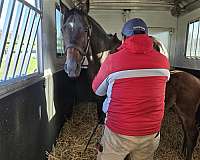 all-around-thoroughbred-horse