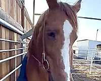 bargain-thoroughbred-horse
