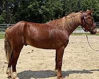 sorrel-gelding-for-sale