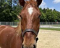 16-hand-draft-gelding