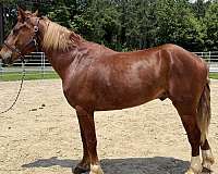 sorrel-draft-gelding