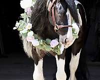 capable-gypsy-vanner-horse