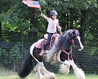 cloud-gypsy-vanner-horse