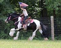always-willing-gypsy-vanner-pony