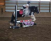 back-gypsy-vanner-pony