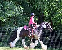 best-gypsy-vanner-pony