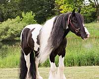 best-friend-gypsy-vanner-pony