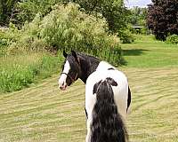 black-tobiano-gypsy-vanner-pony