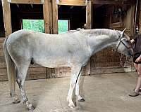 arabian-gelding