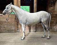 arabian-horse-for-sale