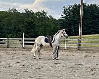 arabian-horse