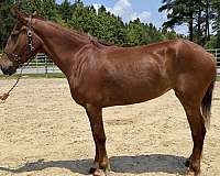 sorrel-draft-mare