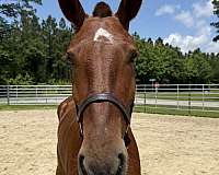 15-hand-draft-mare