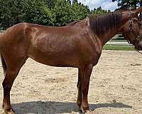 sorrel-mare-for-sale