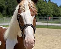 14-hand-paint-gelding