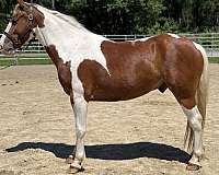 pinto-paint-gelding