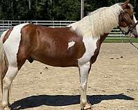 pinto-gelding-for-sale