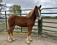 belgian-draft-filly