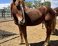 belgian-yearling