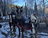 belgian-horse-for-sale
