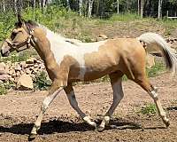 tobiano-horse